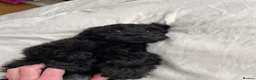 Cockapoo dogs for sale: Health tested, fully vaccinated, F1 Toy cockapoos - Advert 31