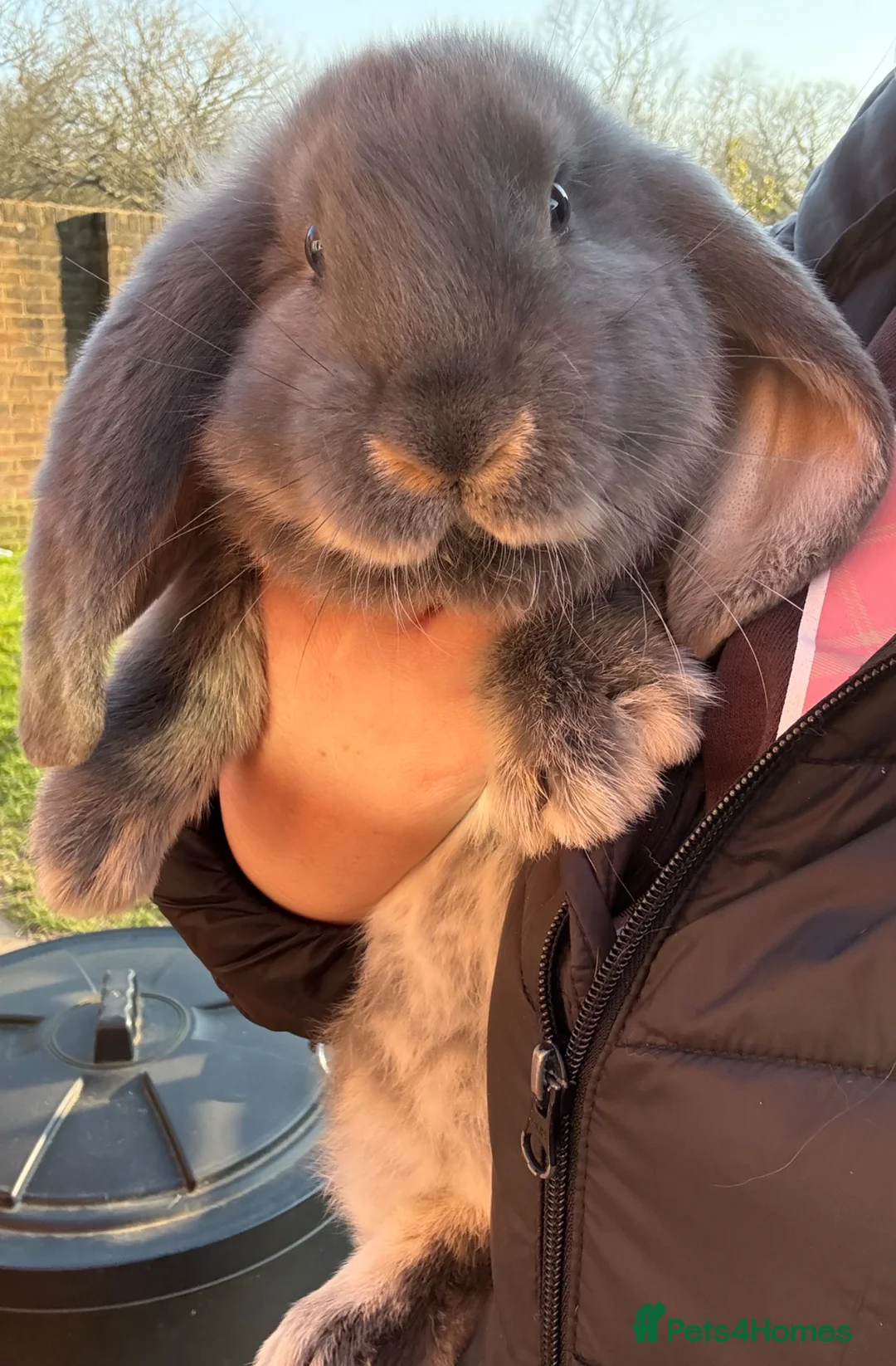 French Lop rabbits for sale: 1 Stunning French lop buck Ready Now.  - Advert 1