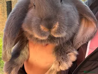 French Lop rabbits 1 Stunning French lop buck. - Advert 10