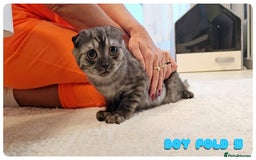 Scottish Fold cats for sale: Adorable scottish fold kittens - Image 21