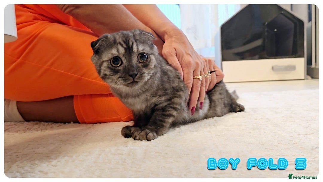 Scottish Fold cats for sale: Adorable scottish fold kittens - Image 21