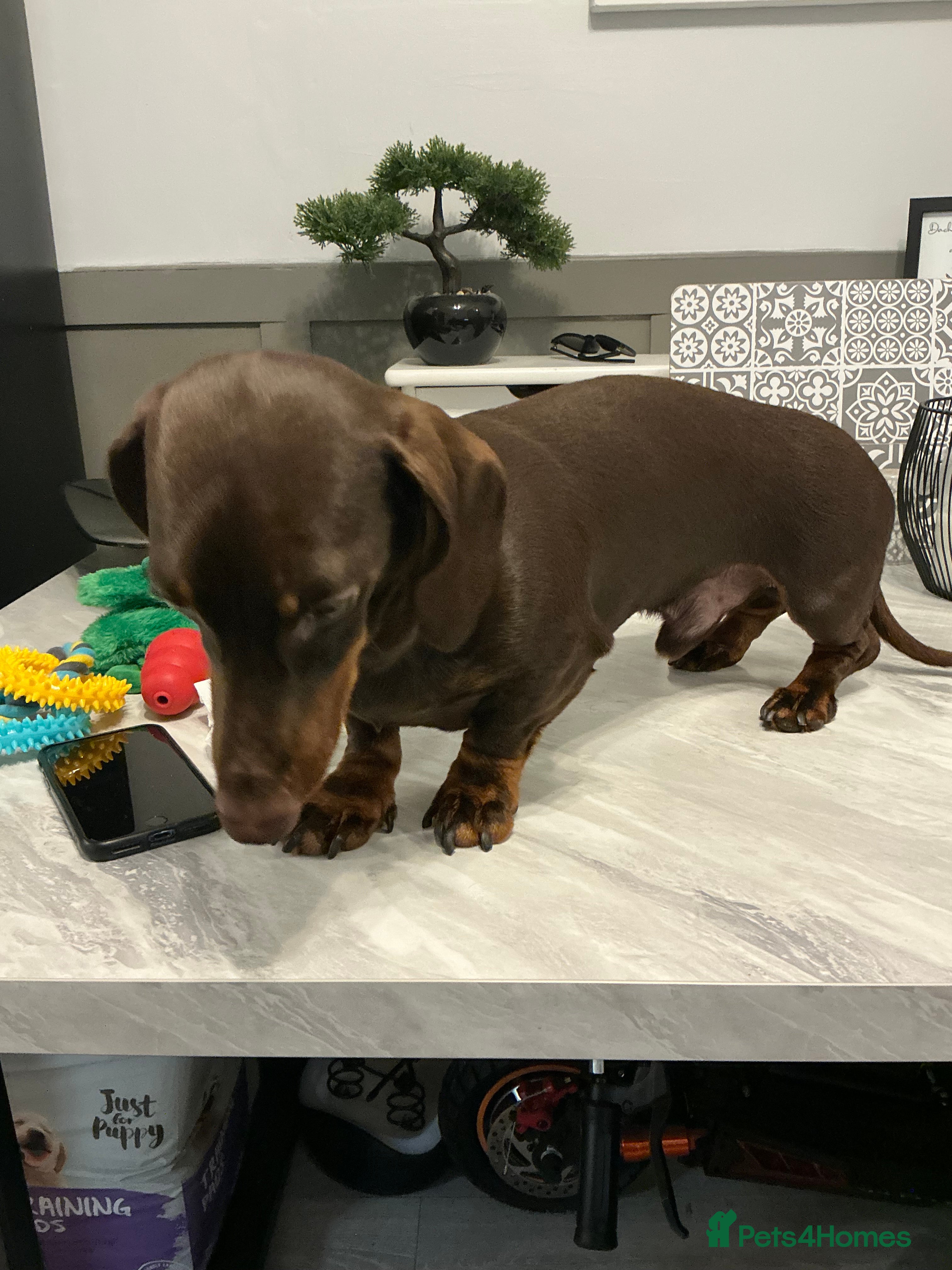 Miniature Dachshund dogs 2 stud mixture dash hounds - Advert 1