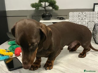 Miniature Dachshund dogs 2 stud mixture dash hounds - Advert 8
