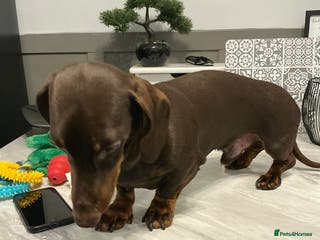 Miniature Dachshund dogs 2 stud mixture dash hounds - Advert 2