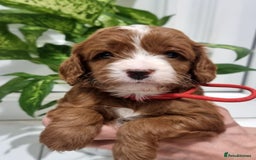 Cavapoo dogs for sale: Stunning F1 Cavapoo puppies, DNA tested parents  - Image 6