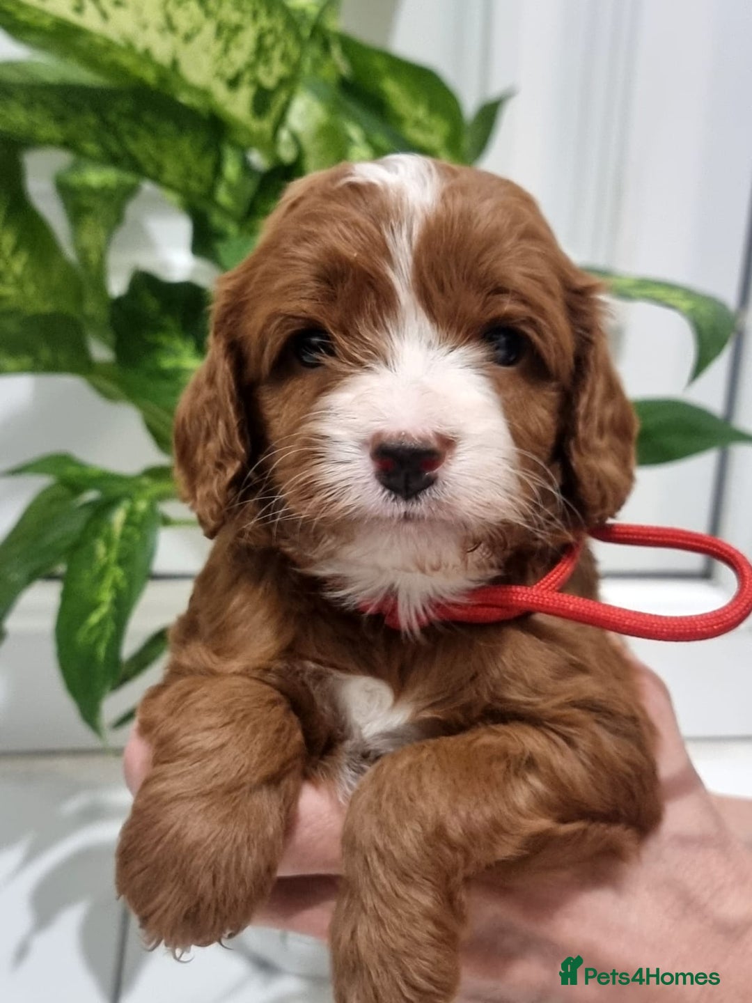 Cavapoo dogs for sale: Stunning F1 Cavapoo puppies, DNA tested parents  - Image 6