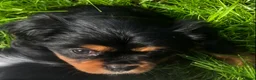 Cavalier King Charles Spaniel dogs for sale: Cavalier King Charles puppies  in Warrington - Advert 14