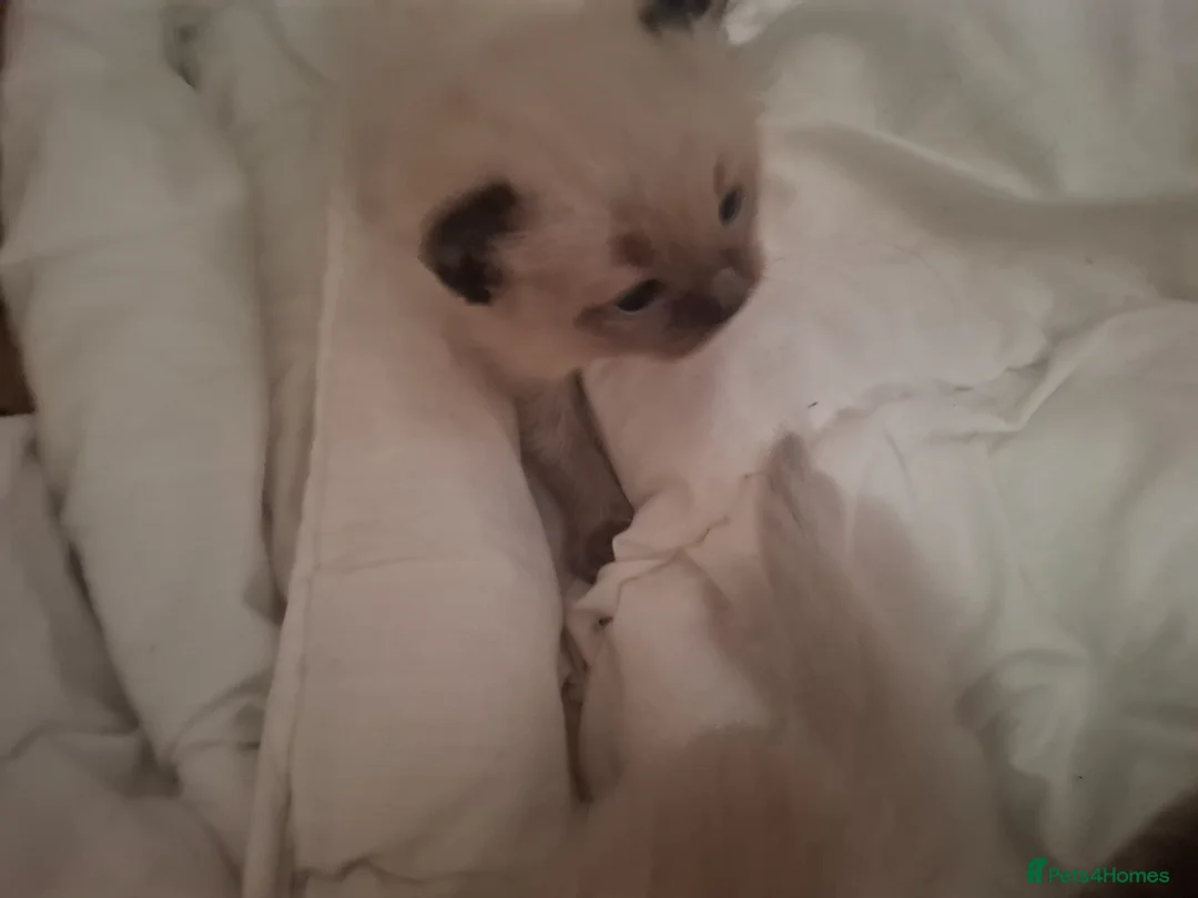 Ragdoll cats for sale: Gorgeous pedigree ragdolls - Advert 2