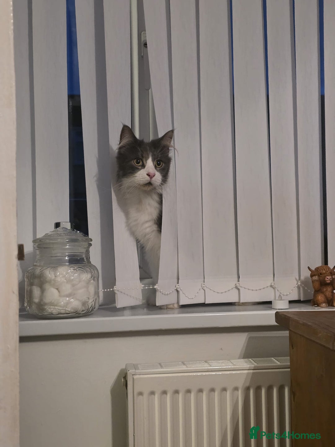 Maine Coon cats for sale: 5* Home only maine coon rehome 2 years old - Advert 6