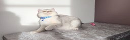 British Shorthair cats for sale: 🏆 Pedigree Silver British Shorthair Kittens 🏆 - Advert 15