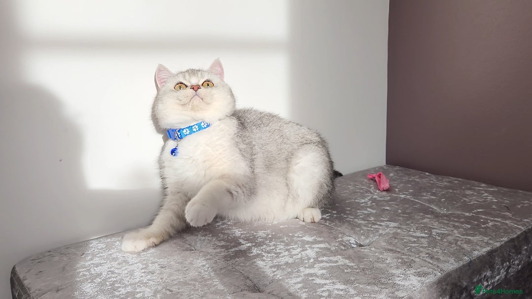 British Shorthair cats for sale: 🏆 Pedigree Silver British Shorthair Kittens 🏆 - Advert 15