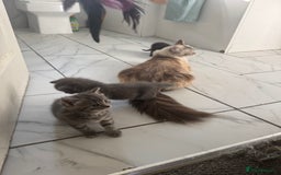 Ragdoll cats for sale: Mix Ragdoll and domestic kittens  - Image 2
