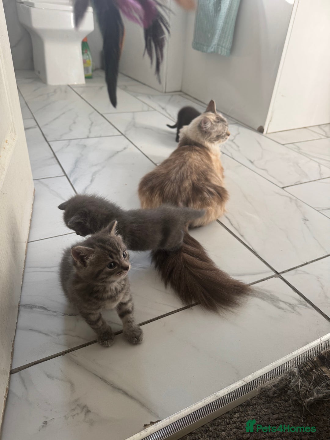 Ragdoll cats for sale: Mix Ragdoll and domestic kittens  - Image 2