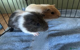 Guinea Pig rodents for sale: Female Guinea Pigs  - Image 6