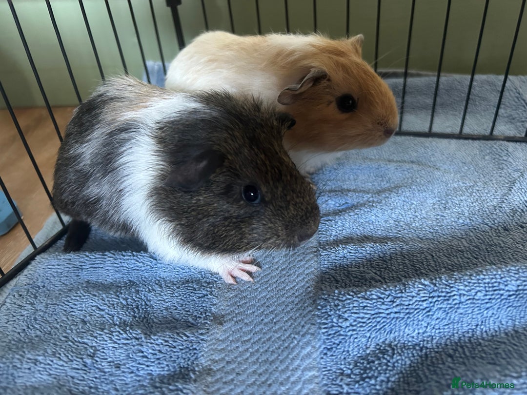 Guinea Pig rodents for sale: Female Guinea Pigs  - Image 6