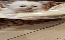 Siberian cats for sale: Hypoallergenic Siberian Neva Masquerade kittens. - Image 12