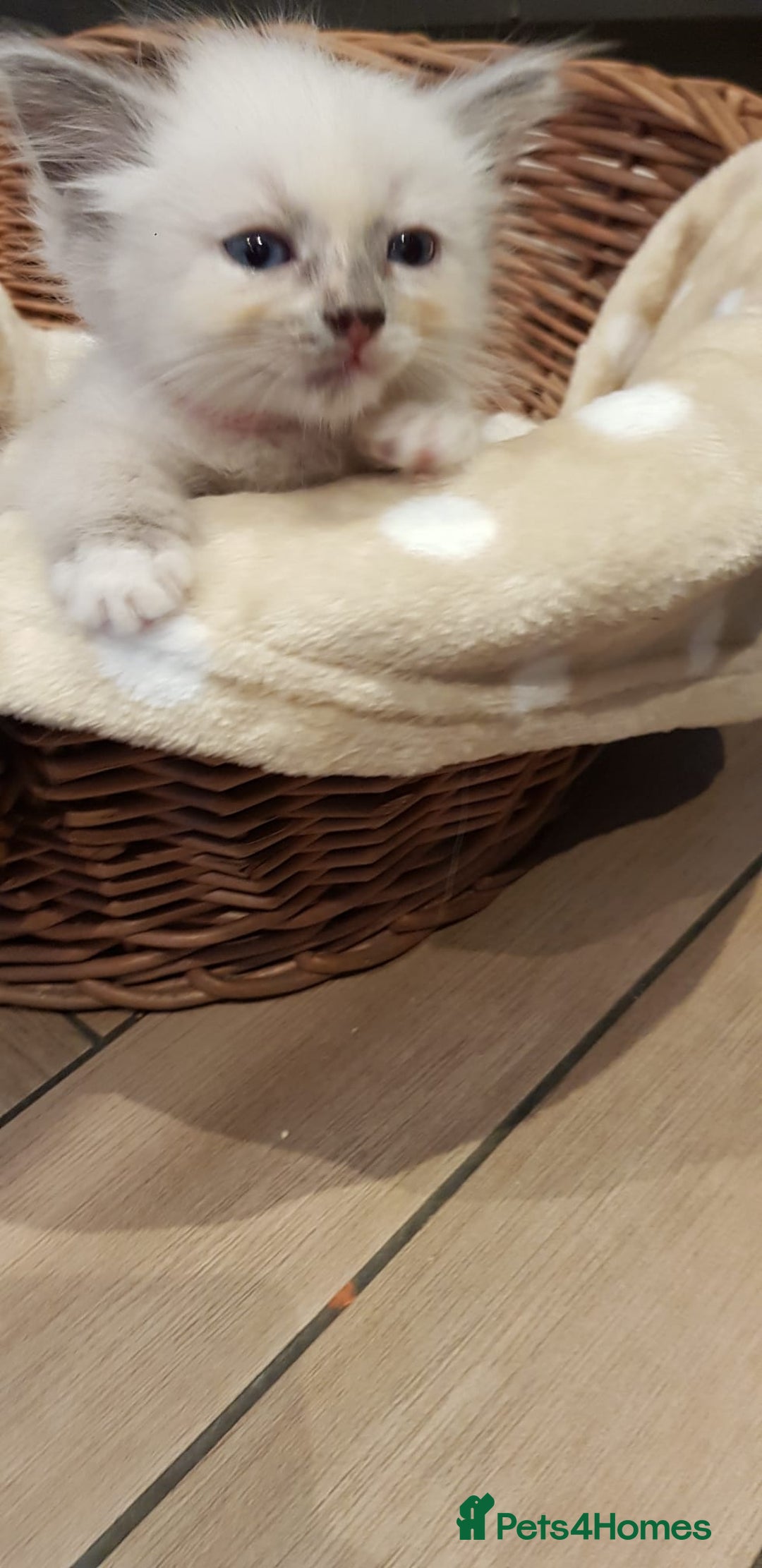 Siberian cats for sale: Hypoallergenic Siberian Neva Masquerade kittens. - Image 12