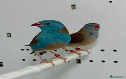 Finches birds for sale: Blue-capped cordon-bleu finches - Advert 4