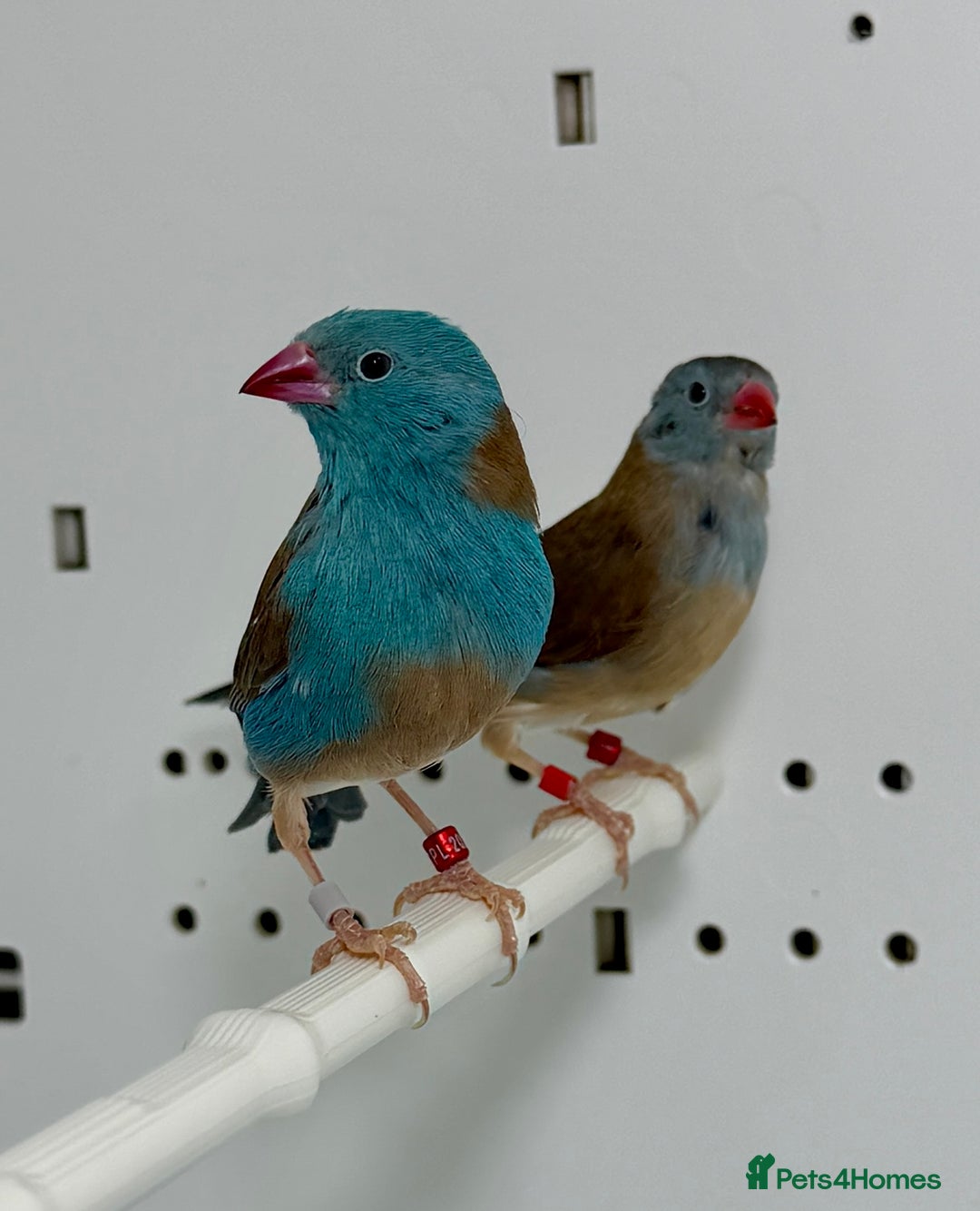 Finches birds for sale: Blue-capped cordon-bleu finches - Advert 4