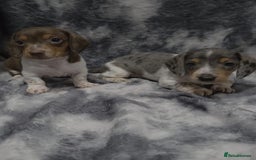 Miniature Dachshund dogs for sale: Miniature dachshund puppies  - Image 1