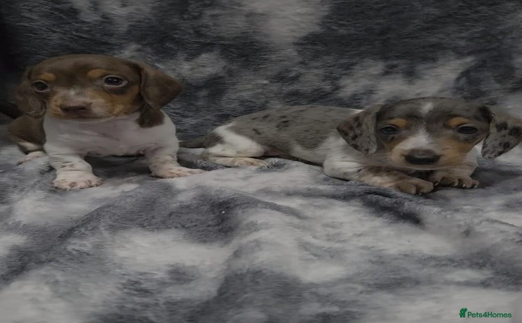 Miniature Dachshund dogs - Advert 13
