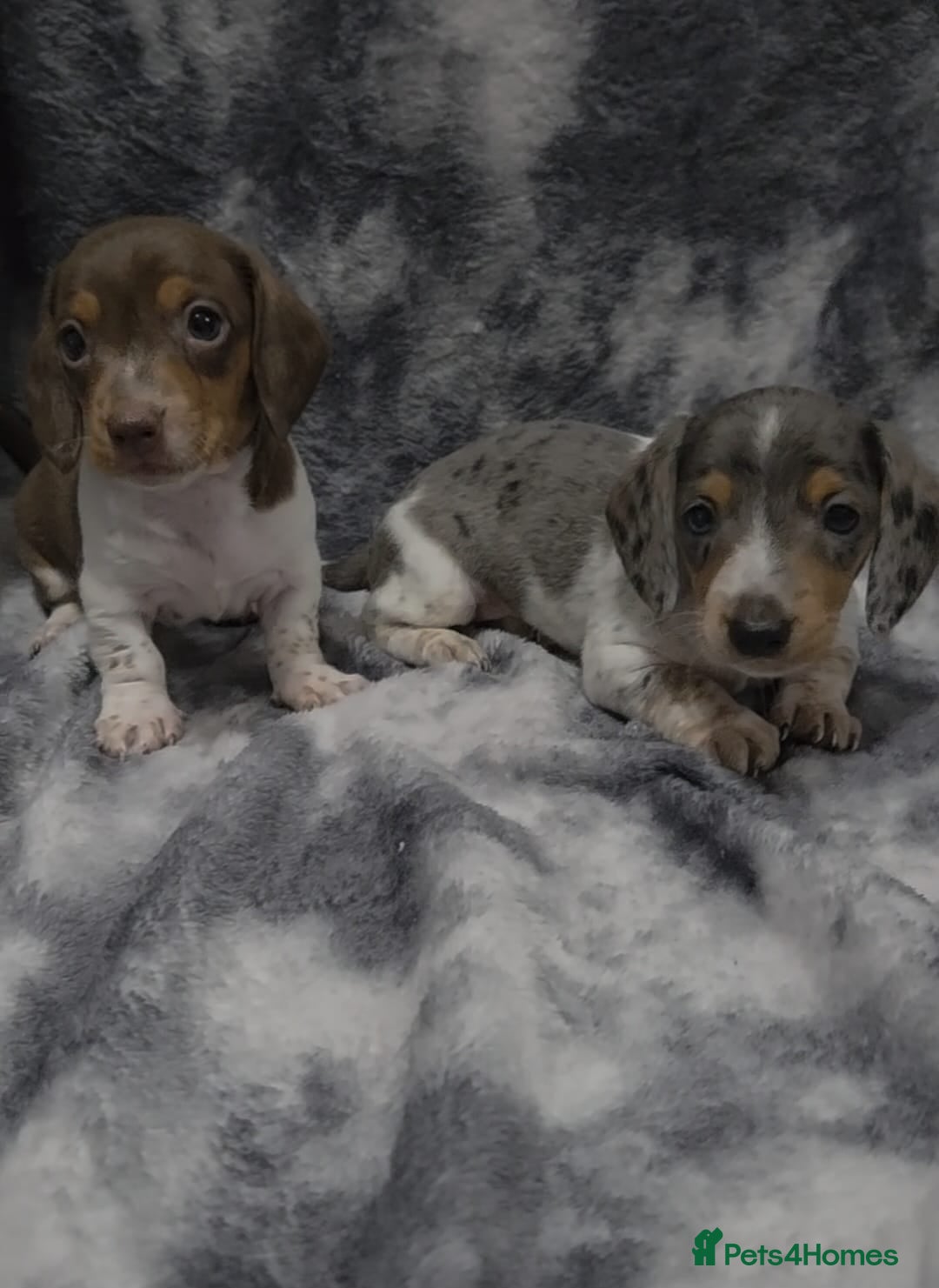 Miniature Dachshund dogs for sale: Miniature dachshund puppies  - Image 1
