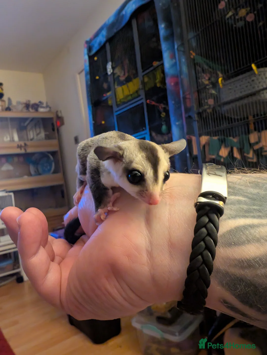 Sugar Glider rodents for sale: Sugar glider female - Advert 2