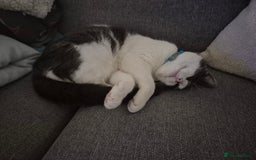 British Shorthair cats for sale: Male kitten Thunder  - Image 2