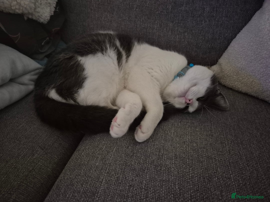 British Shorthair cats for sale: Male kitten Thunder  - Image 2