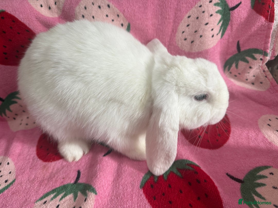 Mini Lop rabbits for sale: male lop ready to go  - Image 5