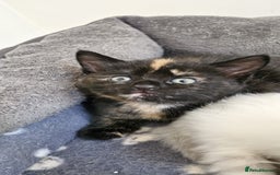 Mixed Breed cats for sale: Adorable kittens  - Image 7