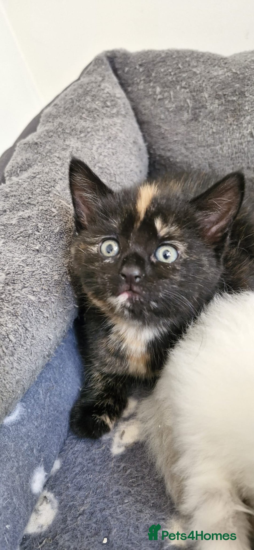 Mixed Breed cats for sale: Adorable kittens  - Image 7