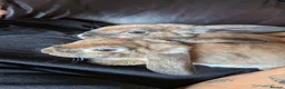 Mini Lop rabbits for sale: Mini plush lop - Advert 10
