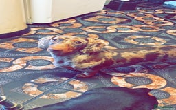 Miniature Dachshund dogs for sale: Two miniature dachshunds. Sister and brother  - Image 2