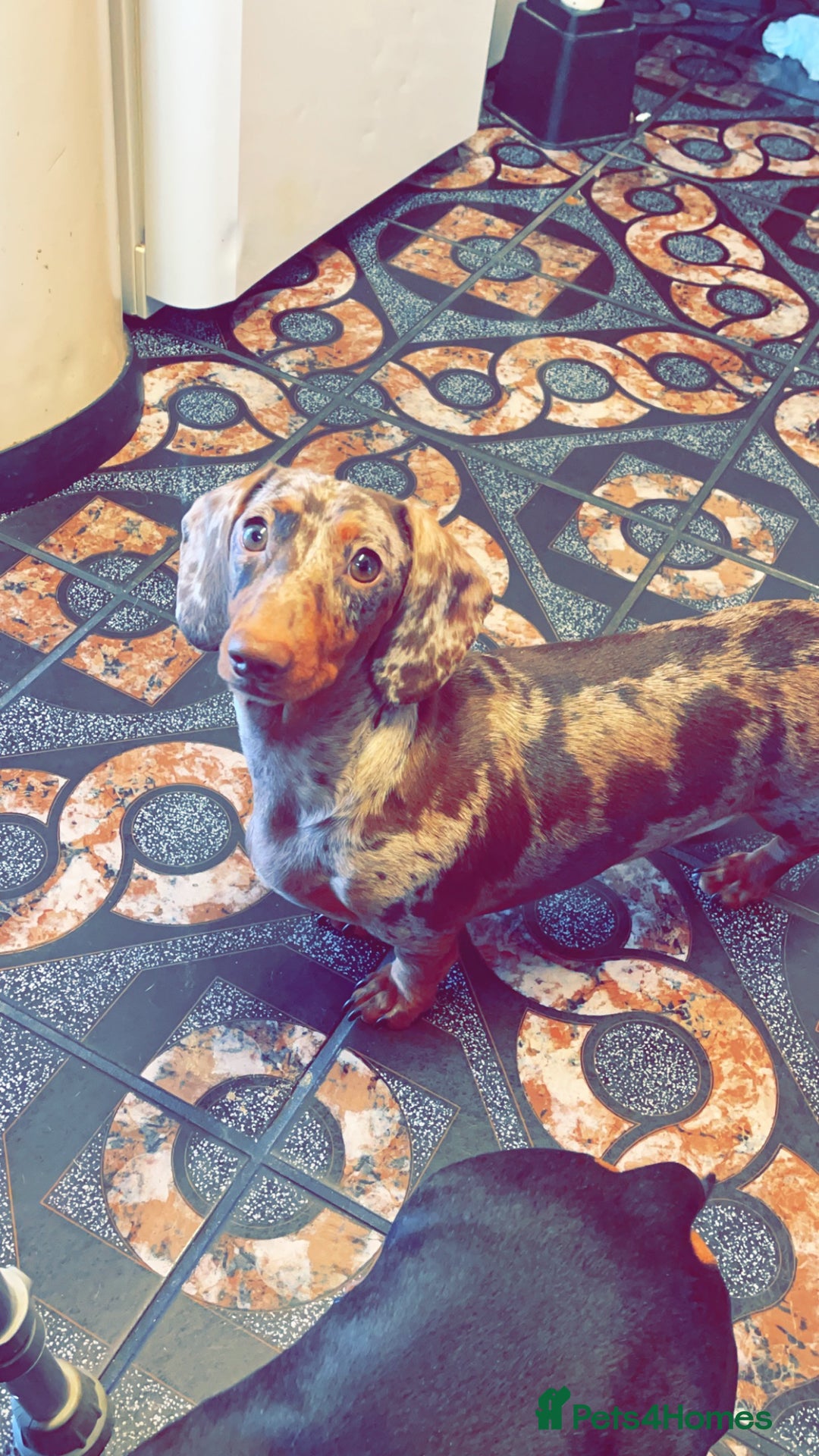 Miniature Dachshund dogs for sale: Two miniature dachshunds. Sister and brother  - Image 2