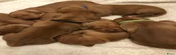 Hungarian Vizsla dogs for sale: Beautiful Hungarian Vizsla Puppies - Advert 2