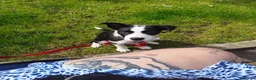 Border Collie dogs for sale: 18wk Border Collie pup  - Advert 4