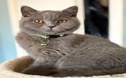 British Shorthair cats for sale: Adorable kittens - Image 3