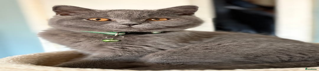  Kitten 1