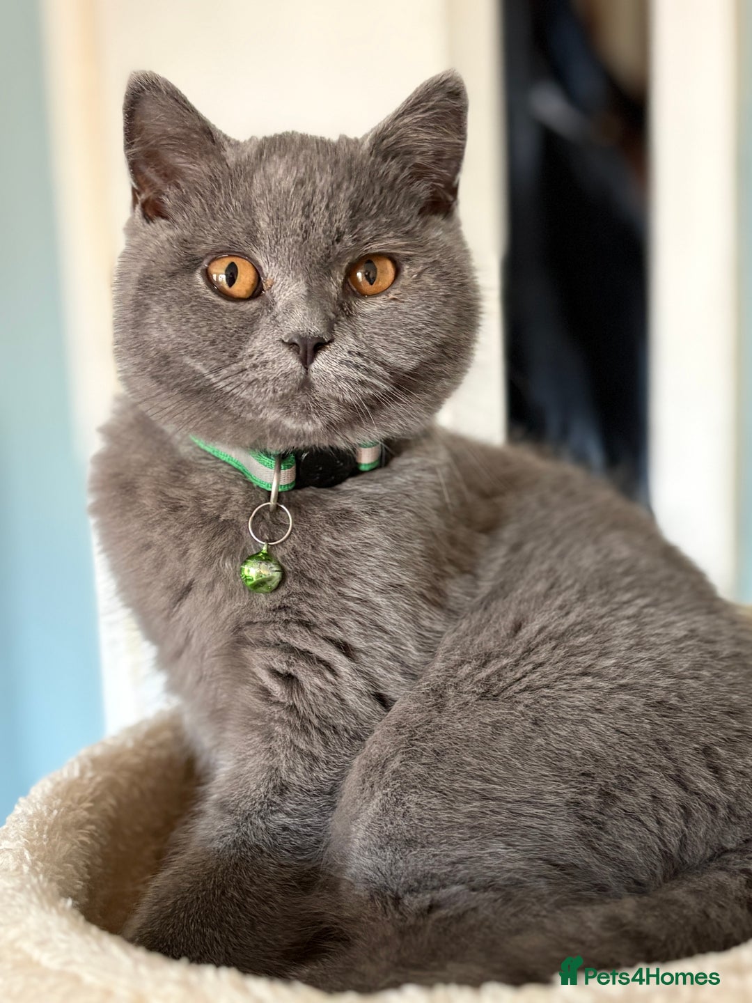 British Shorthair cats for sale: Adorable kittens - Image 3
