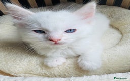 Ragdoll cats for sale: Champion line Ragdoll kittens GCCF registered - Image 8