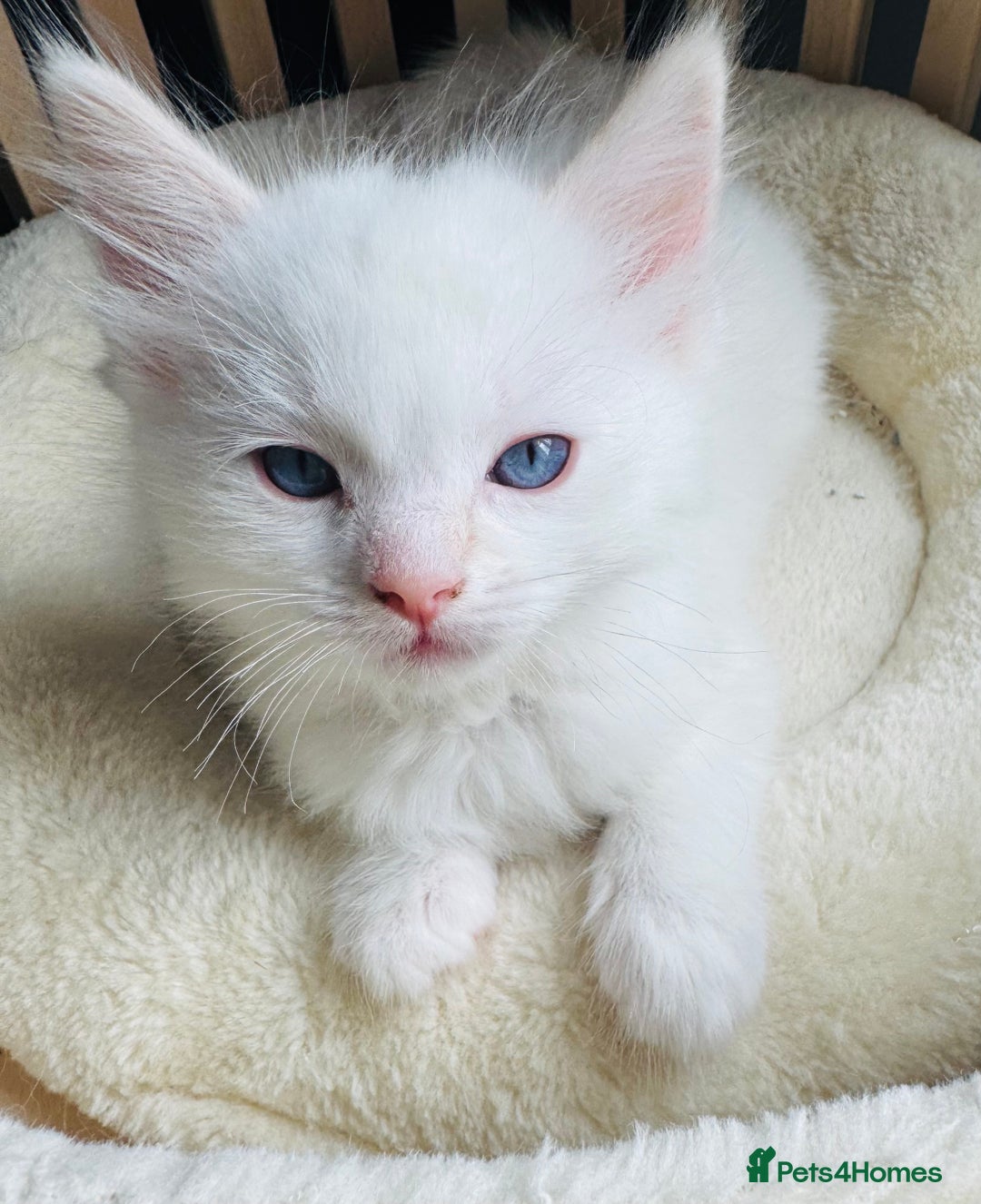 Ragdoll cats for sale: Champion line Ragdoll kittens GCCF registered - Image 8