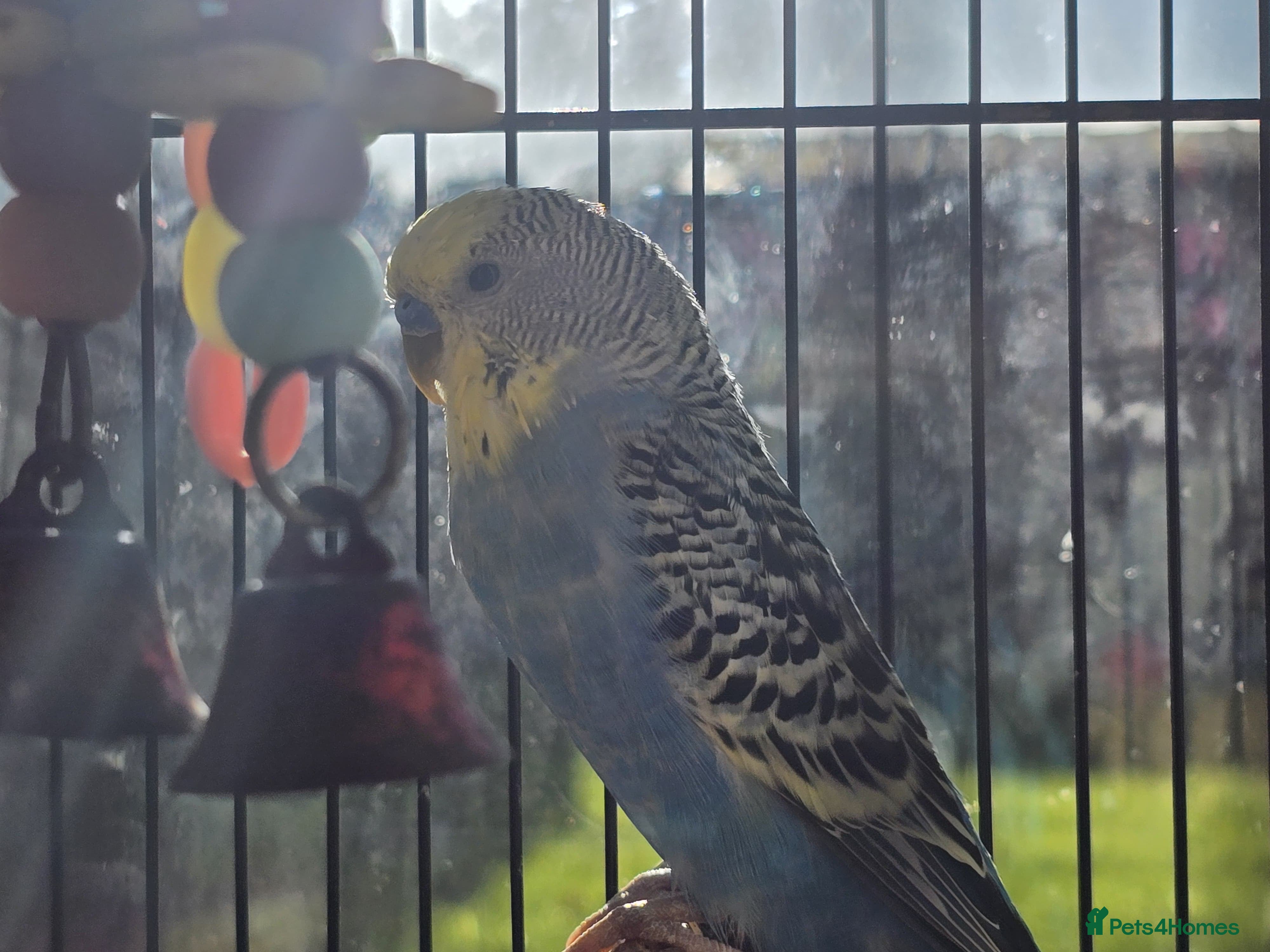 Budgerigars birds Budgie & Cage Set - Advert 12