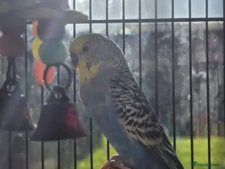 Budgerigars birds Budgie & Cage Set - Advert 11