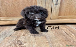 Cockapoo dogs for sale: Cockapoo Puppies Ready Now Fully Vaccinated  - Advert 11