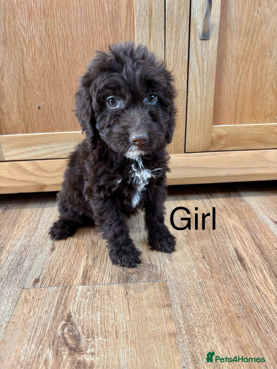 Cockapoo dogs for sale: Cockapoo Puppies Ready Now Fully Vaccinated  - Advert 11