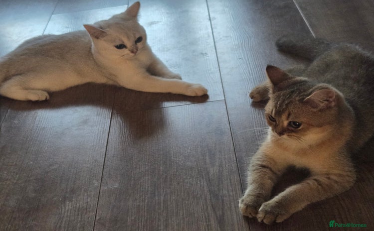 British Shorthair cats Two very loving friendly BSH sisters  - Advert 12