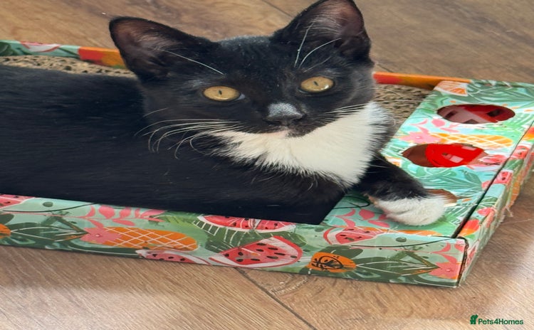 Domestic Shorthair cats - Advert 16