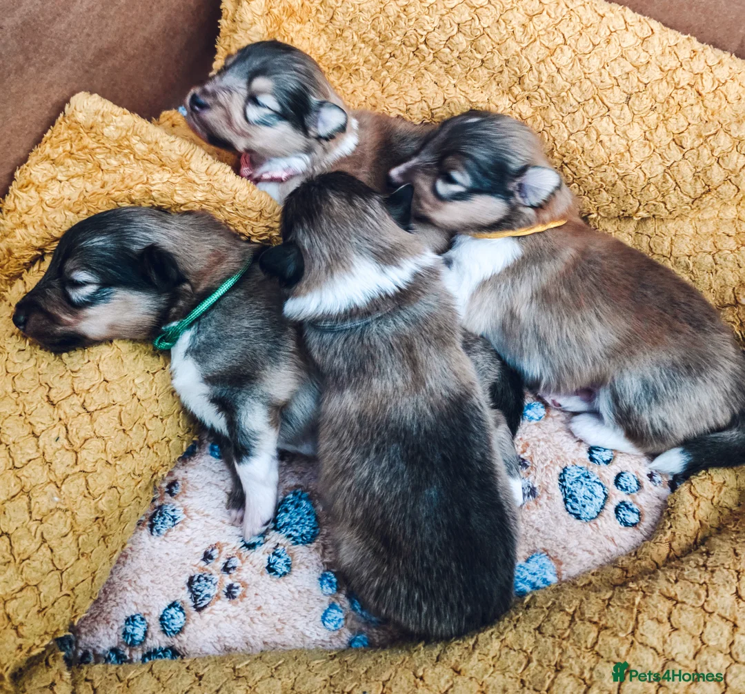 Shetland Sheepdog dogs for sale: STUNNING SHELTIE PUPPIES **KC REG** - Advert 2