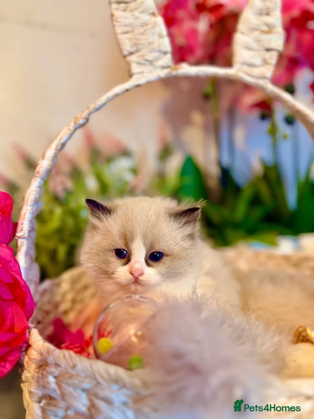 Ragdoll cats for sale: 🩷✨🏅GRAND CHAMP LINE TOP QUALITY RAGDOLLS - Advert 30